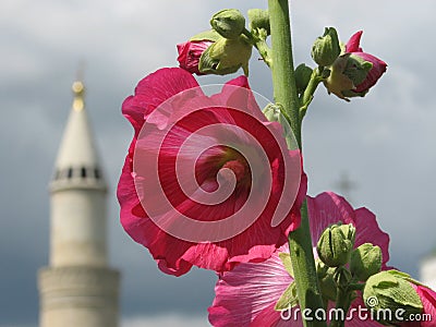 A beautiful pink flower in front of a minaret in Russia - RUSSIA - MINARET Stock Photo